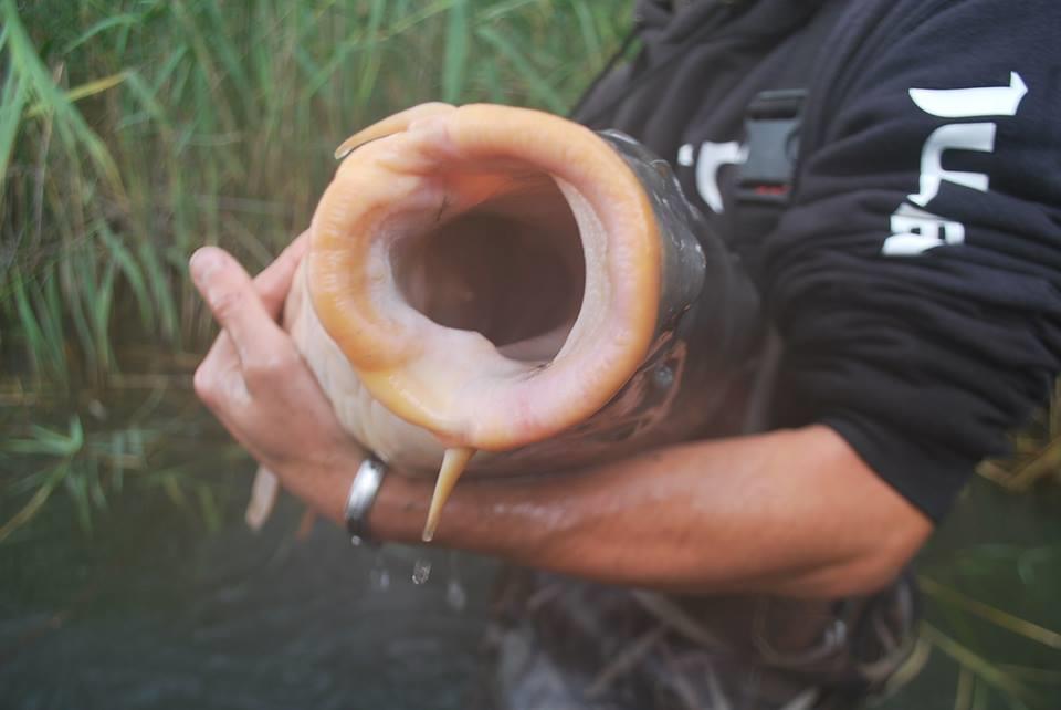 carp - 9705305645713735980591003499719n.jpg